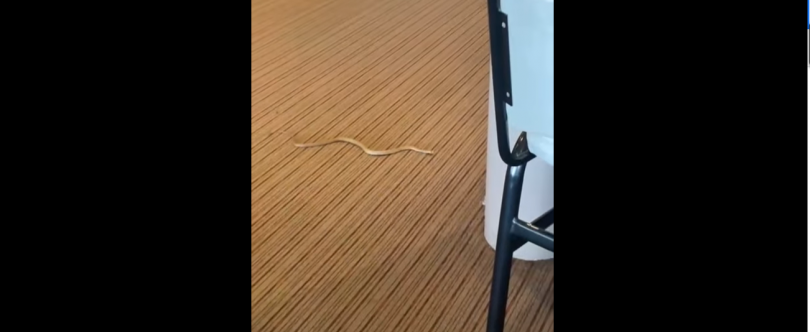 Australia: Thirsty snakes slither into toilets