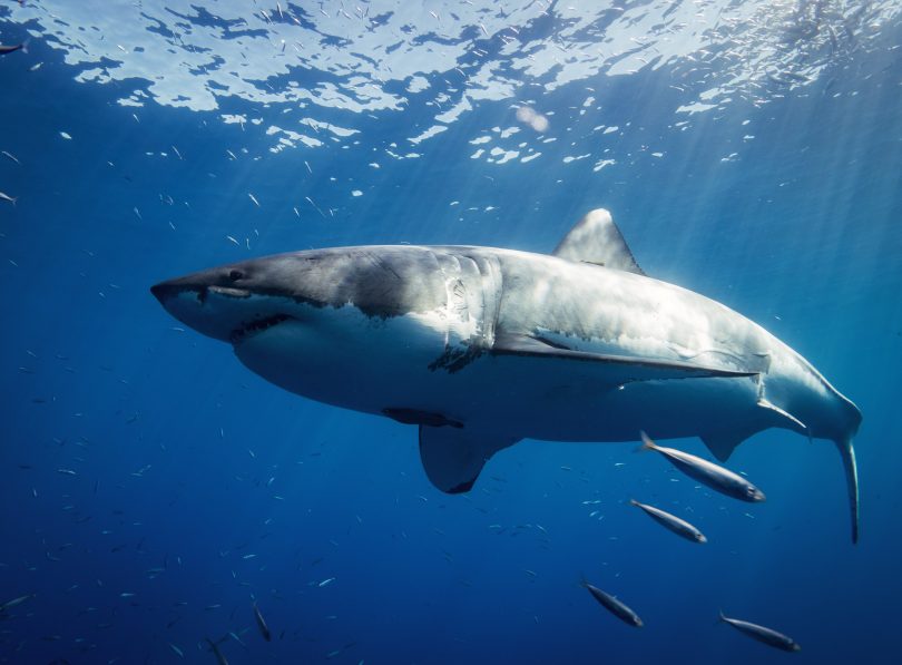 A great white shark swimming in clear water.