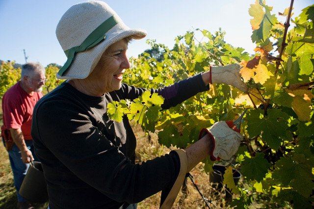 Sharon Bell and Geoff Burton handpicking grapes in Gundaroo.