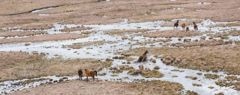 Wild horses grazing in Kosciuszko National Park.