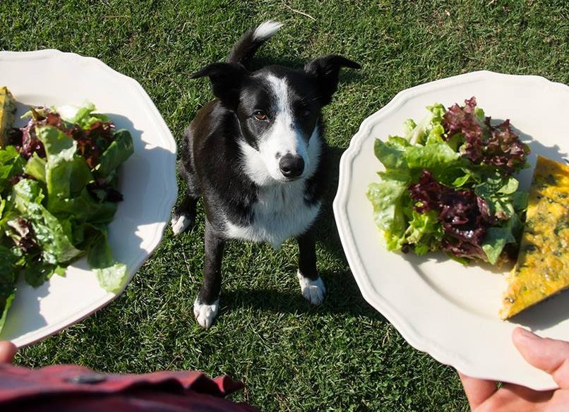 River Cottage dog Digger.