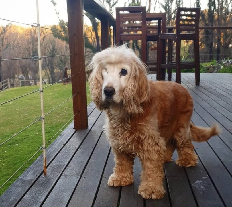 Indie the dog standing on patio.