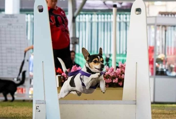 Dog jumping at Goulburn Show.