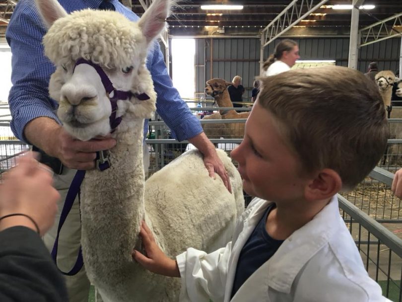 Young boy with alpaca at Goulburn Show.