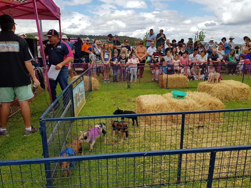 Pig races at Goulburn Show.