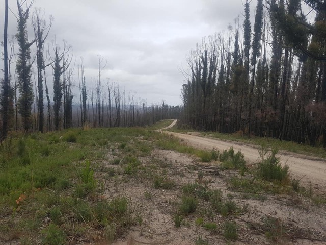 Blackened Nadgee State Forest.