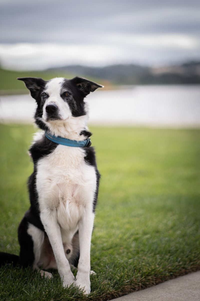 Jack the border collie.