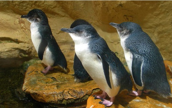 Montague Island's Little Penguins