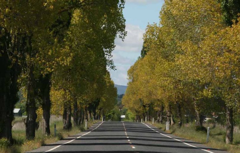 Braidwood's Memorial Avenue 