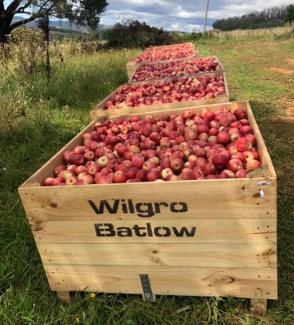 Crates of apples at Wilgro Orchards