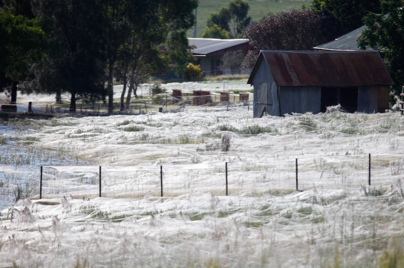 Webs from sheet spiders across ground in Wagga Wagga