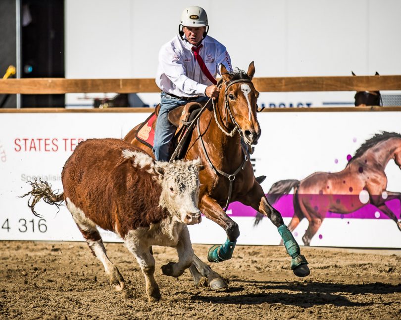 Horse and rider chasing cattle