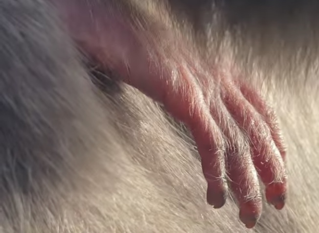 Silvery gibbon's hand