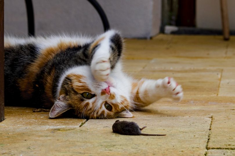 Cat lying on ground with dead mouse