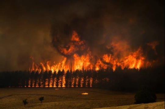 Forest burning during bushfire