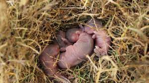 Brood of baby mice