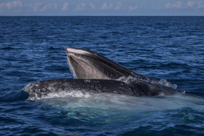 Humpback whale with mouth open