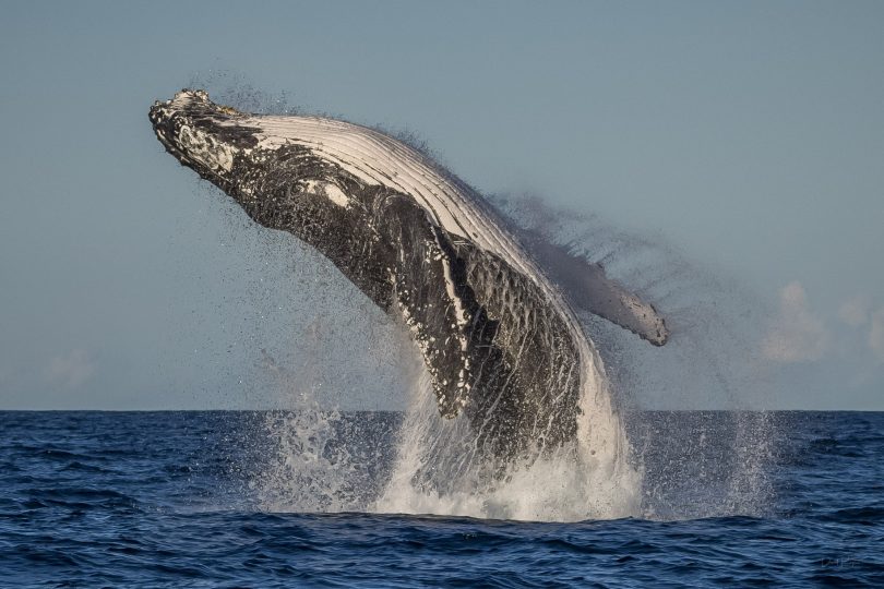 Breaching humpback whale