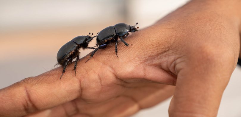 Onthophagus vacca