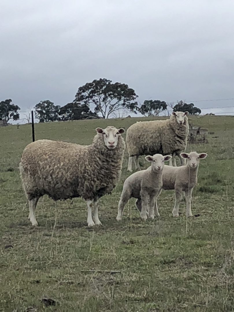 Sheep family