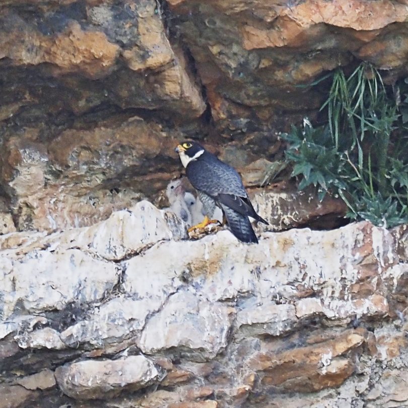 Mother bird with nesting babies