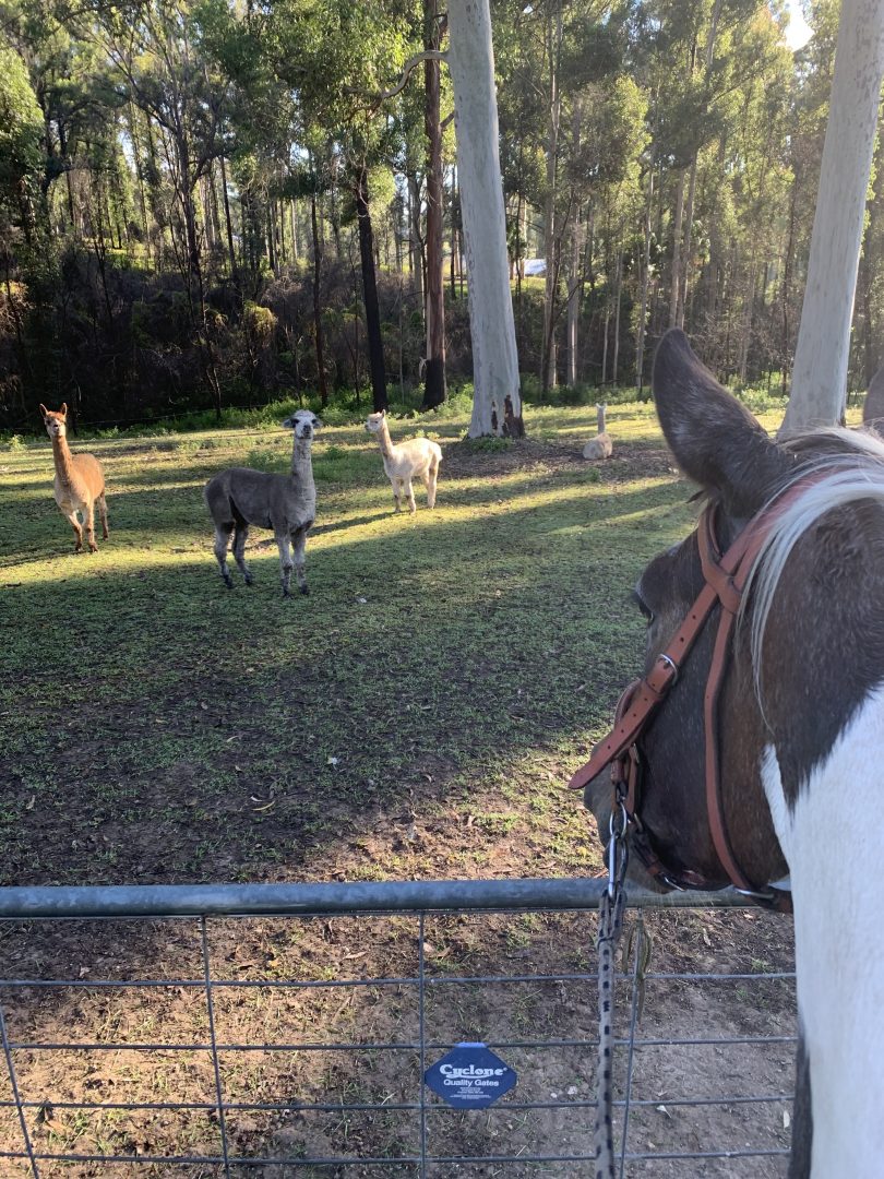 Horse and alpacas