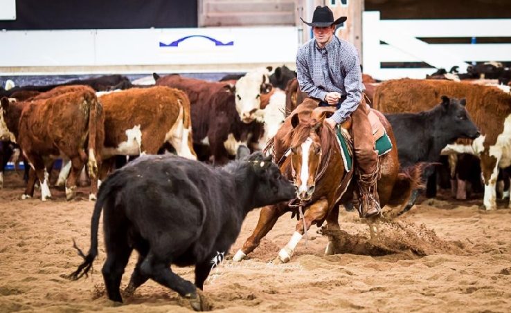 Man riding horse during cutting event