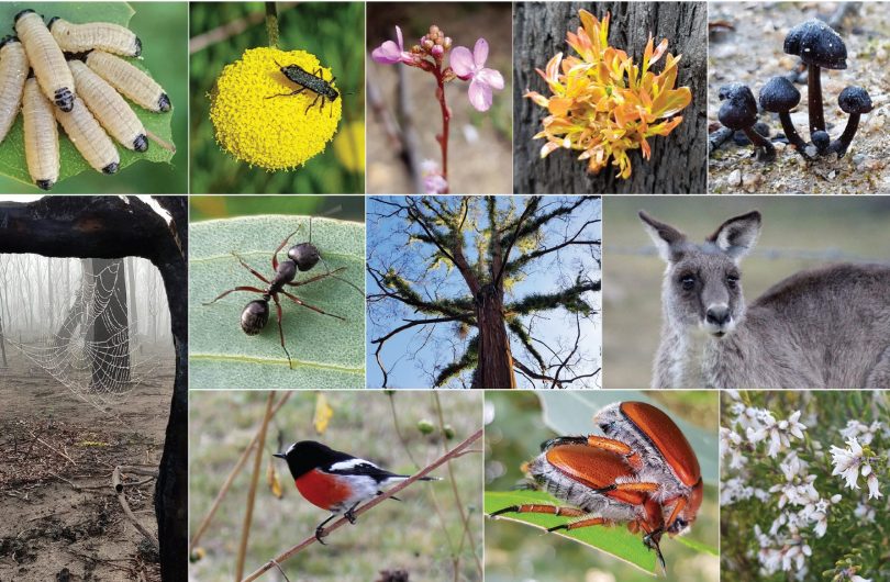 Paula Boer's new photography book, Bushfire Recovery