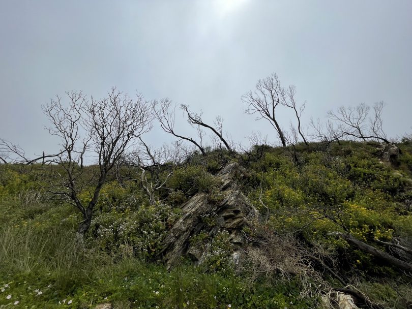 Bushland at McKenzies Beach