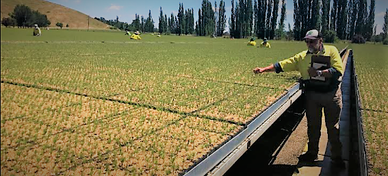 Forestry Corporation of NSW worker planting seeds at Blowering Nursery