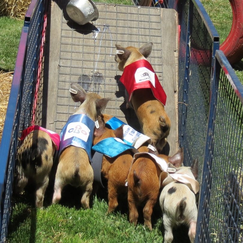 Piglets in Laggan