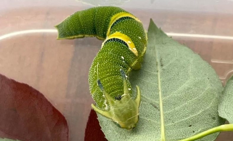 Caterpillar