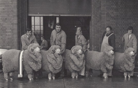 Old photo of men with Merino sheep