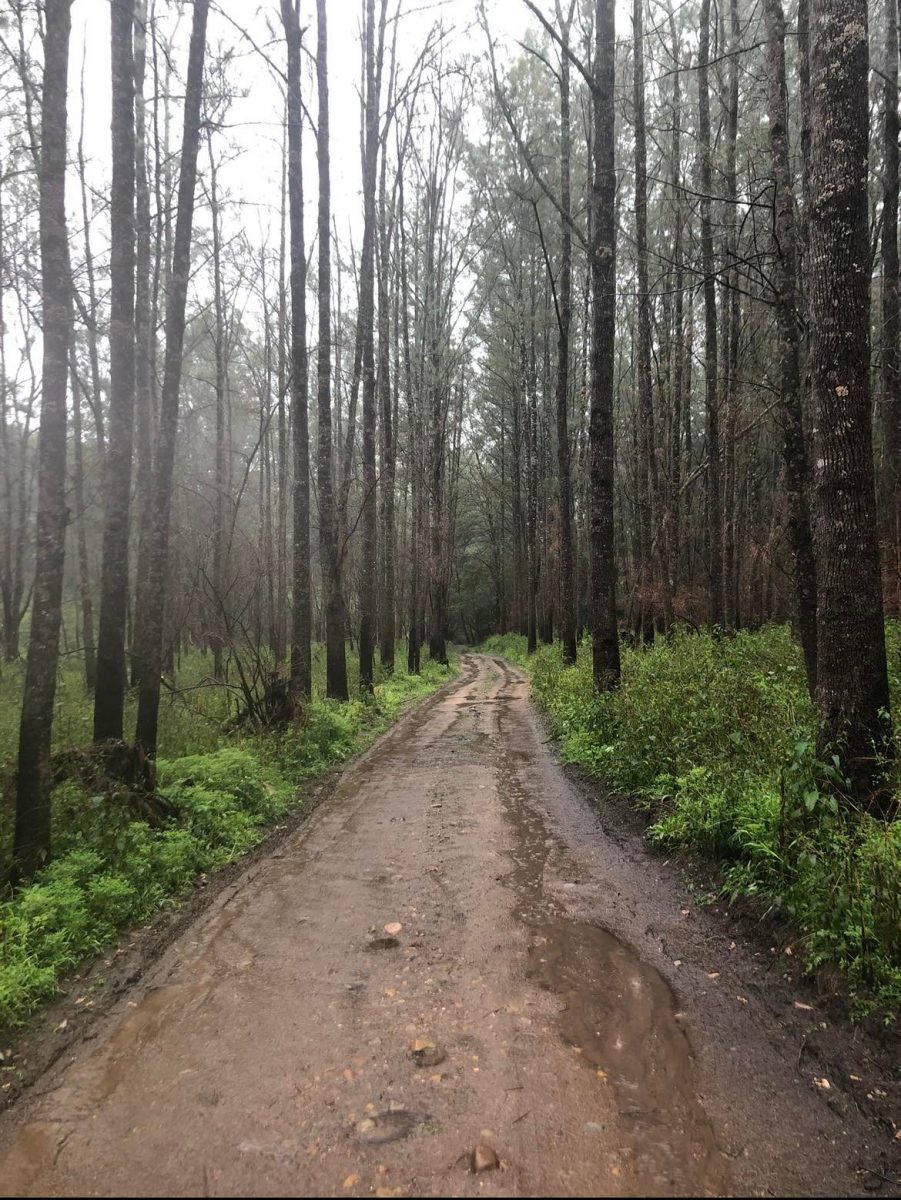 A country road lined by bushland