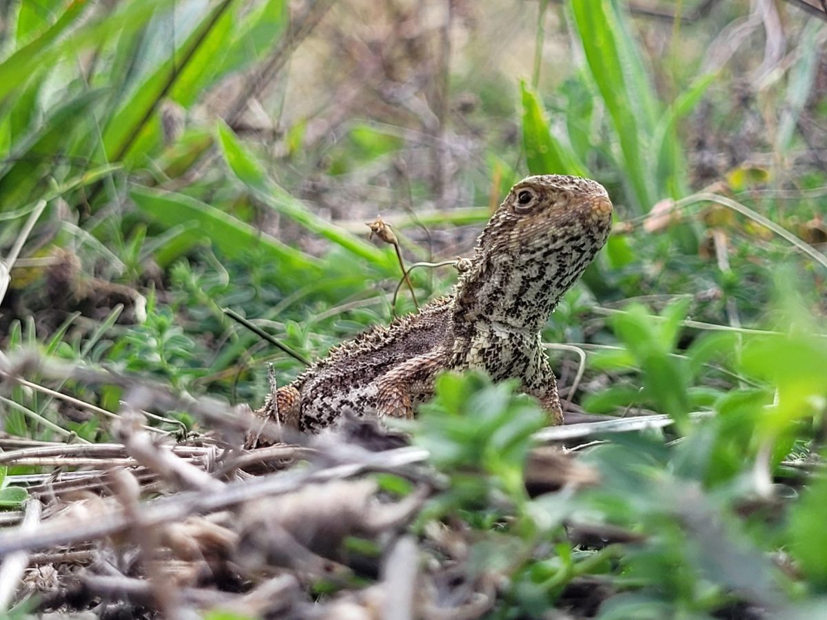 One of the Canberra Earless Grassland Dragons found in the Queanbeyan Nature Reserve