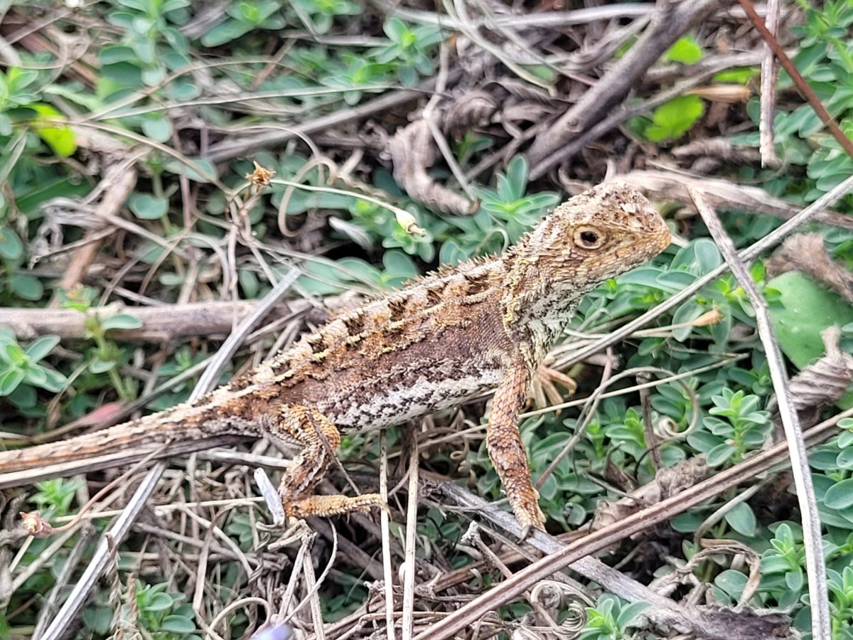 One of the Canberra Earless Grassland Dragons found in the Queanbeyan Nature Reserve