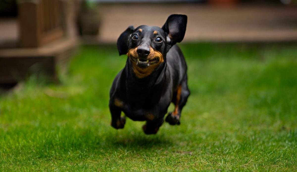 Hank the dog runs his first Sausage Race 