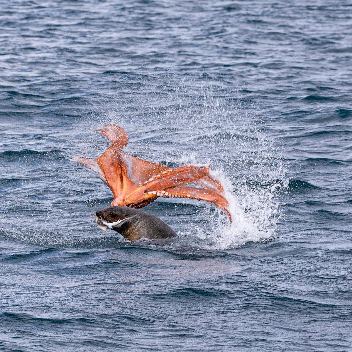 Seal eating octopus