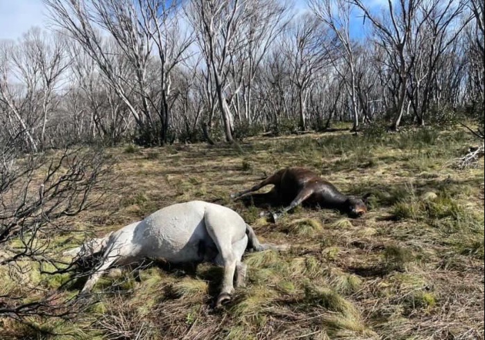 Dead wild horses