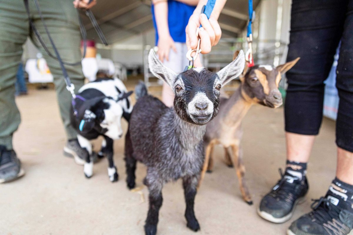 miniature goats