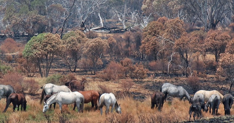 Wild horses