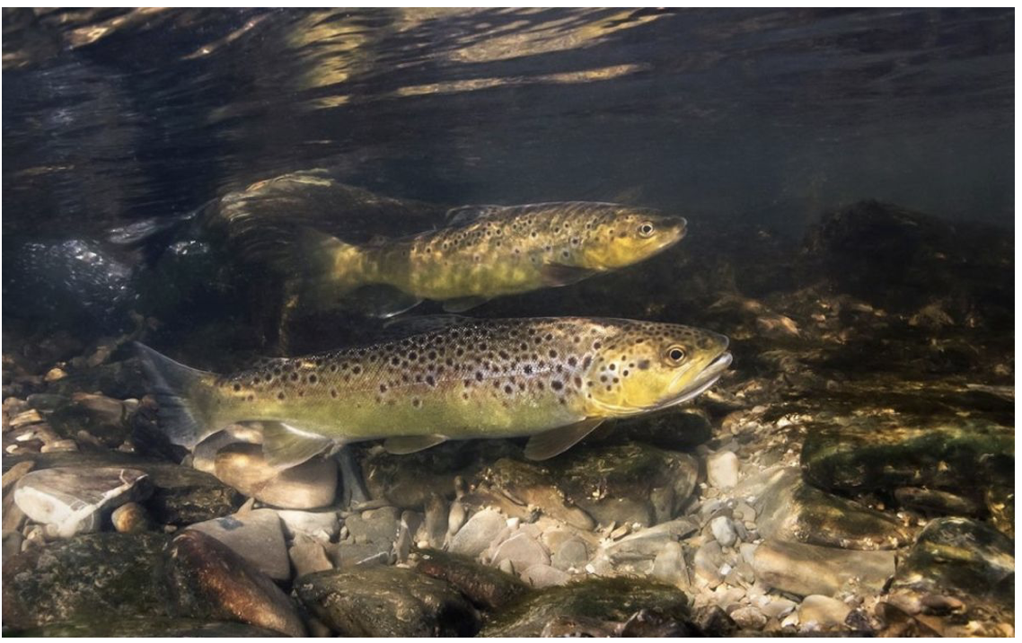 Brown trout