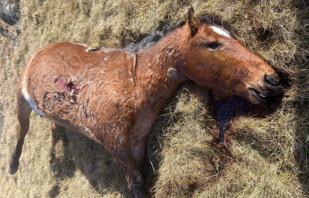 injured brumby