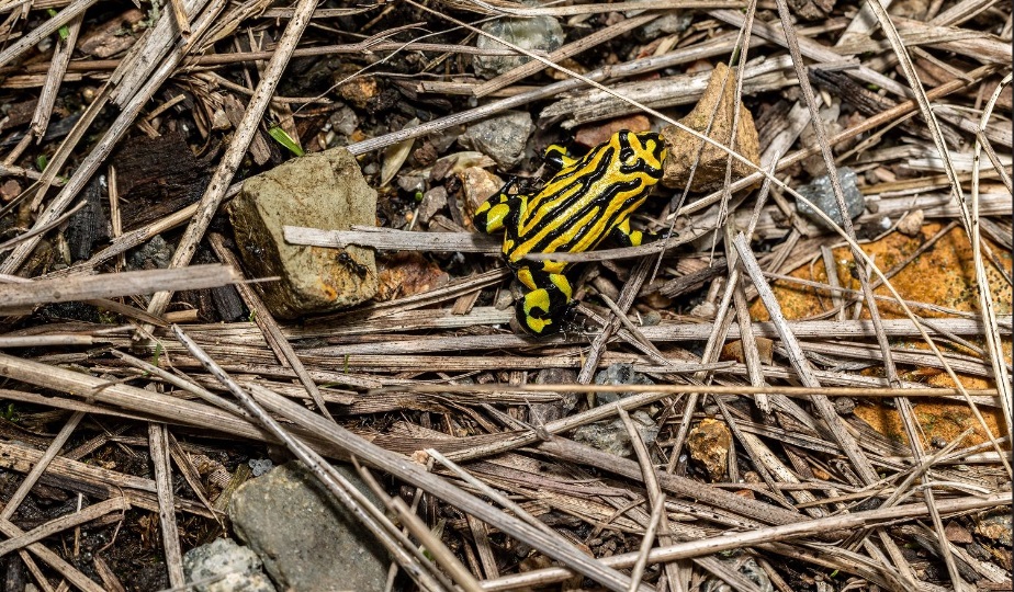 northern corroboree frog