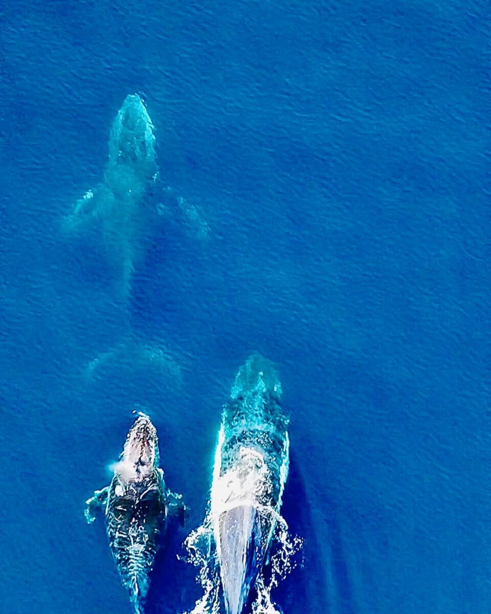 humpback whales