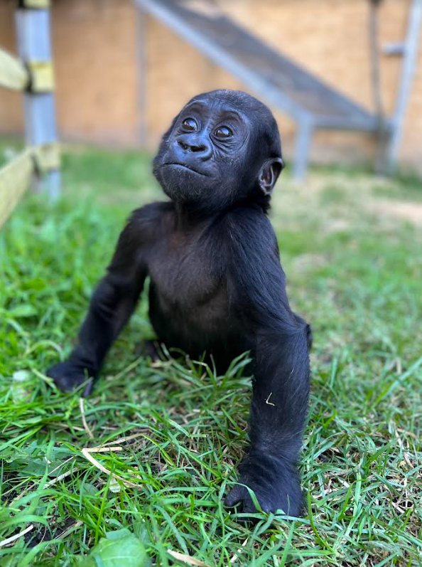 baby gorilla