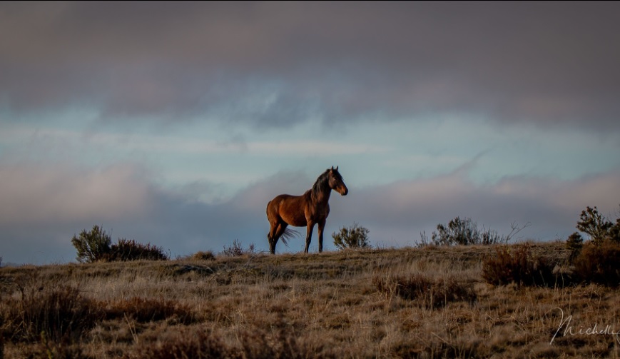 A lone wild horse standing on a hill