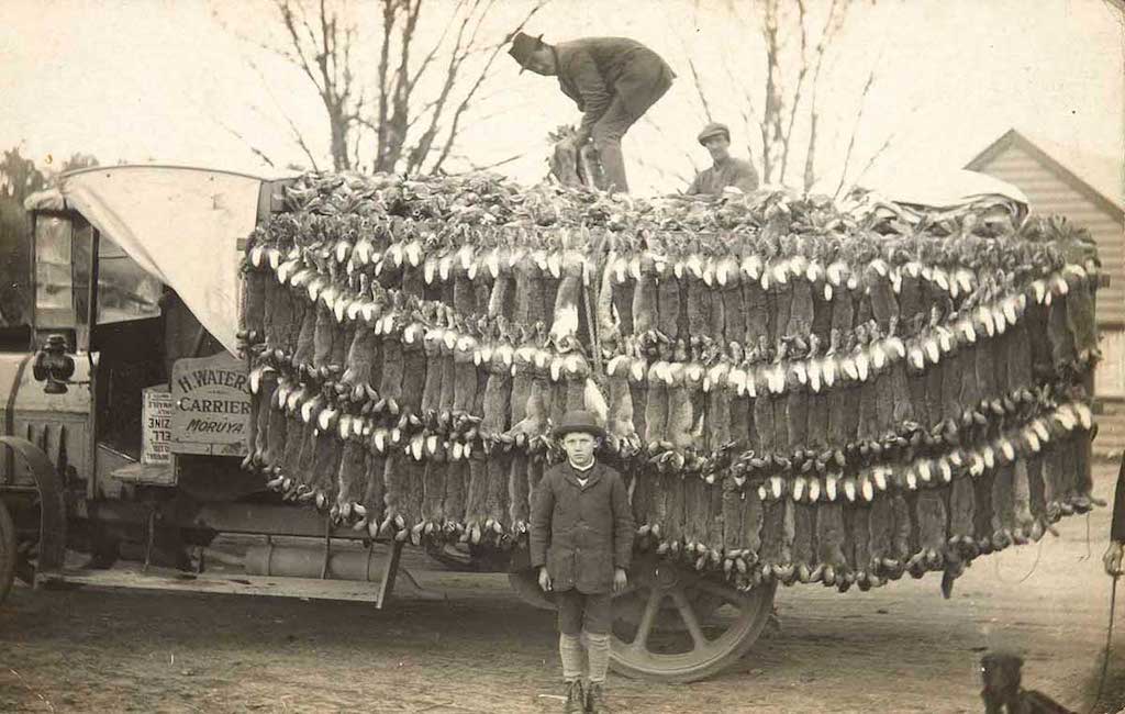 two men and a boy with a truckload of dead rabbits