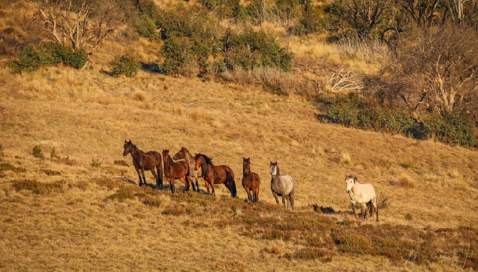 wild horses