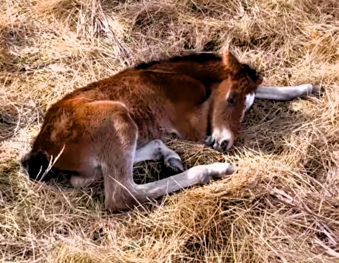 foal in grass